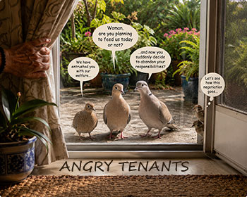 Complaining Flock
